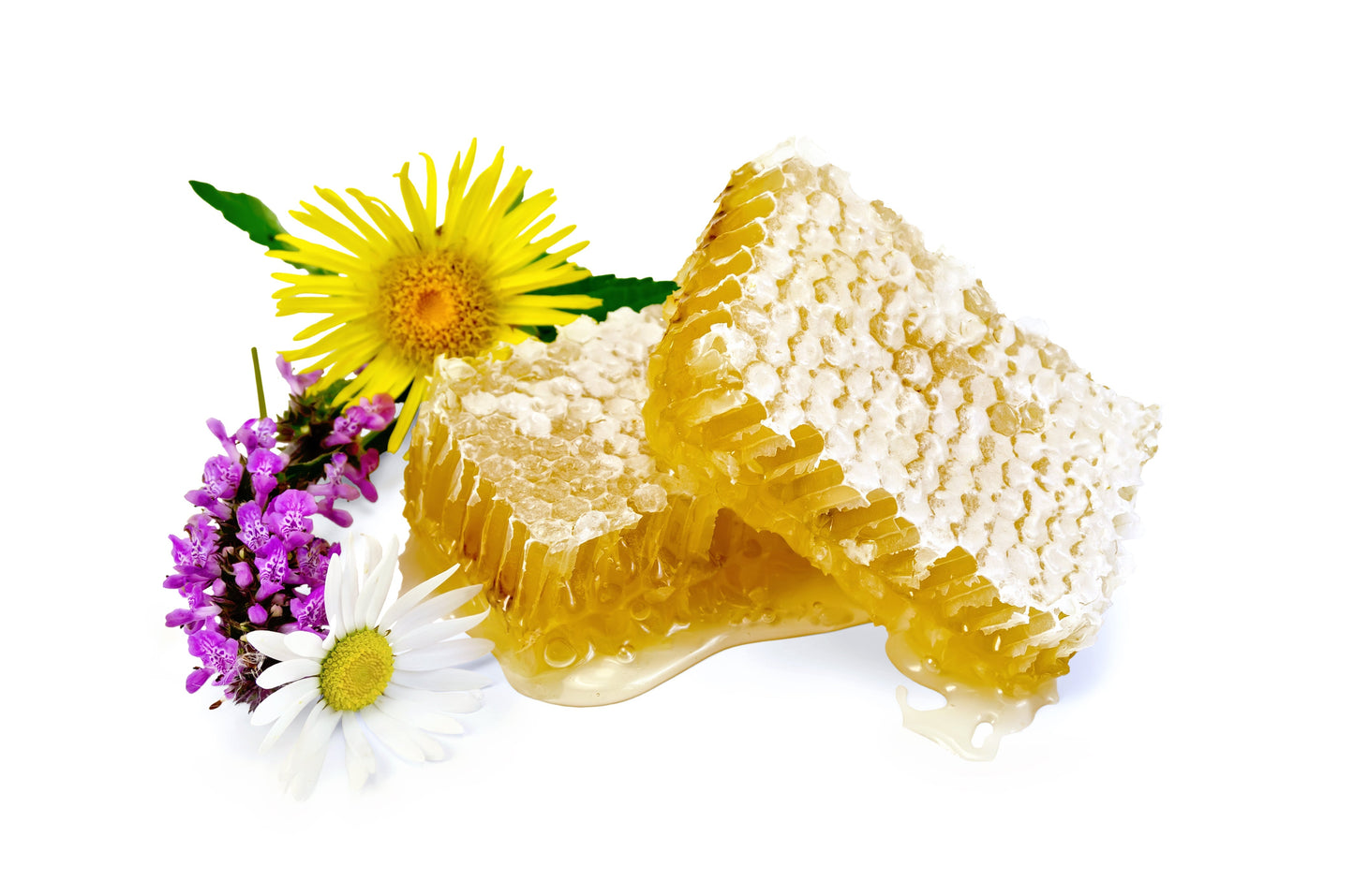 Fresh New Hampshire wildflower honeycomb on display