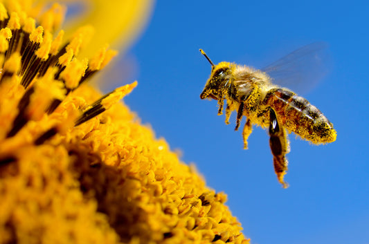 Fun Facts About Bees and Honeybees