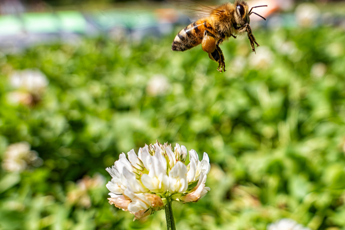 Raw Clover Honey Windswept Hill Apiary, LLC 